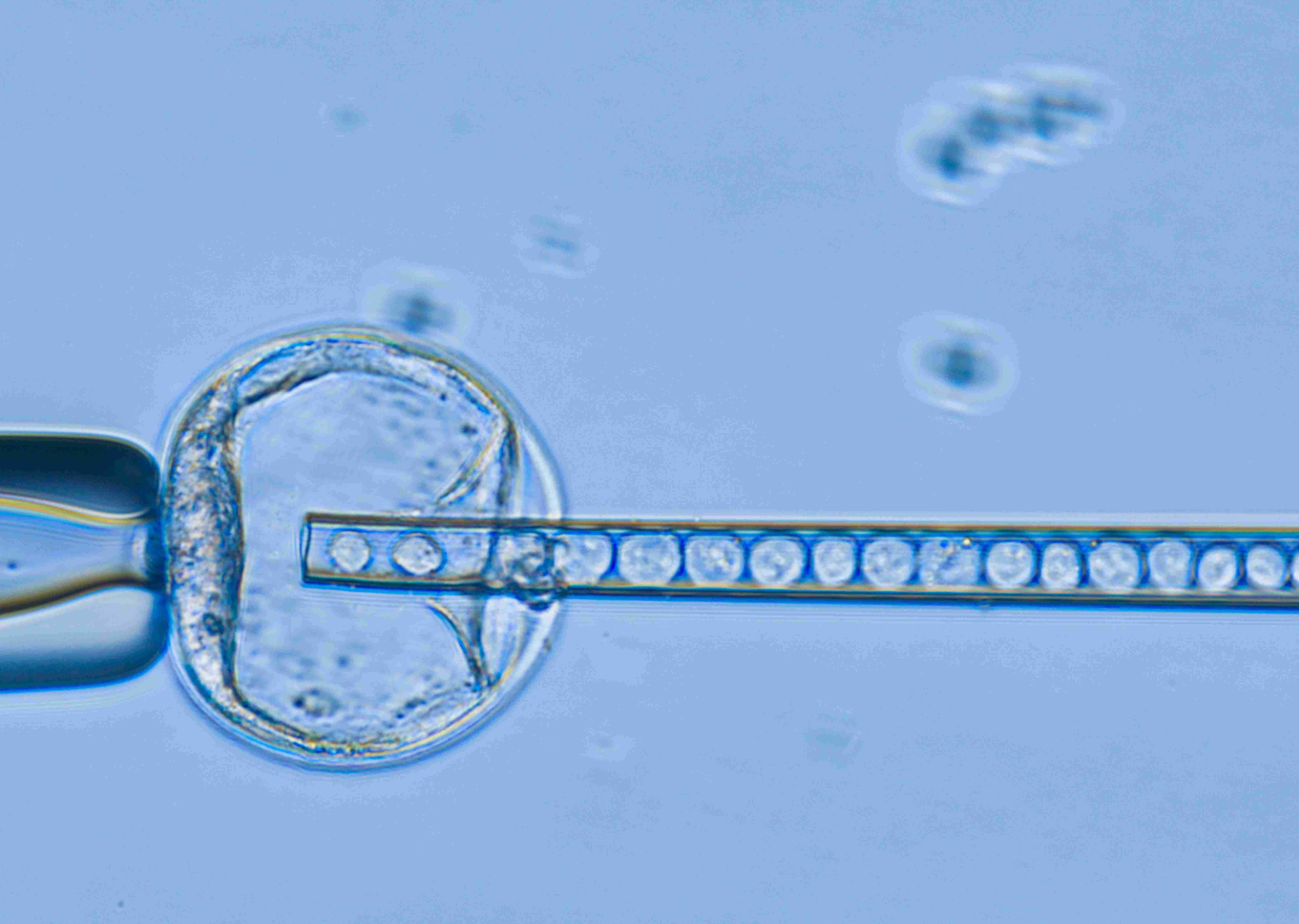 哺乳动物胚胎工程平台