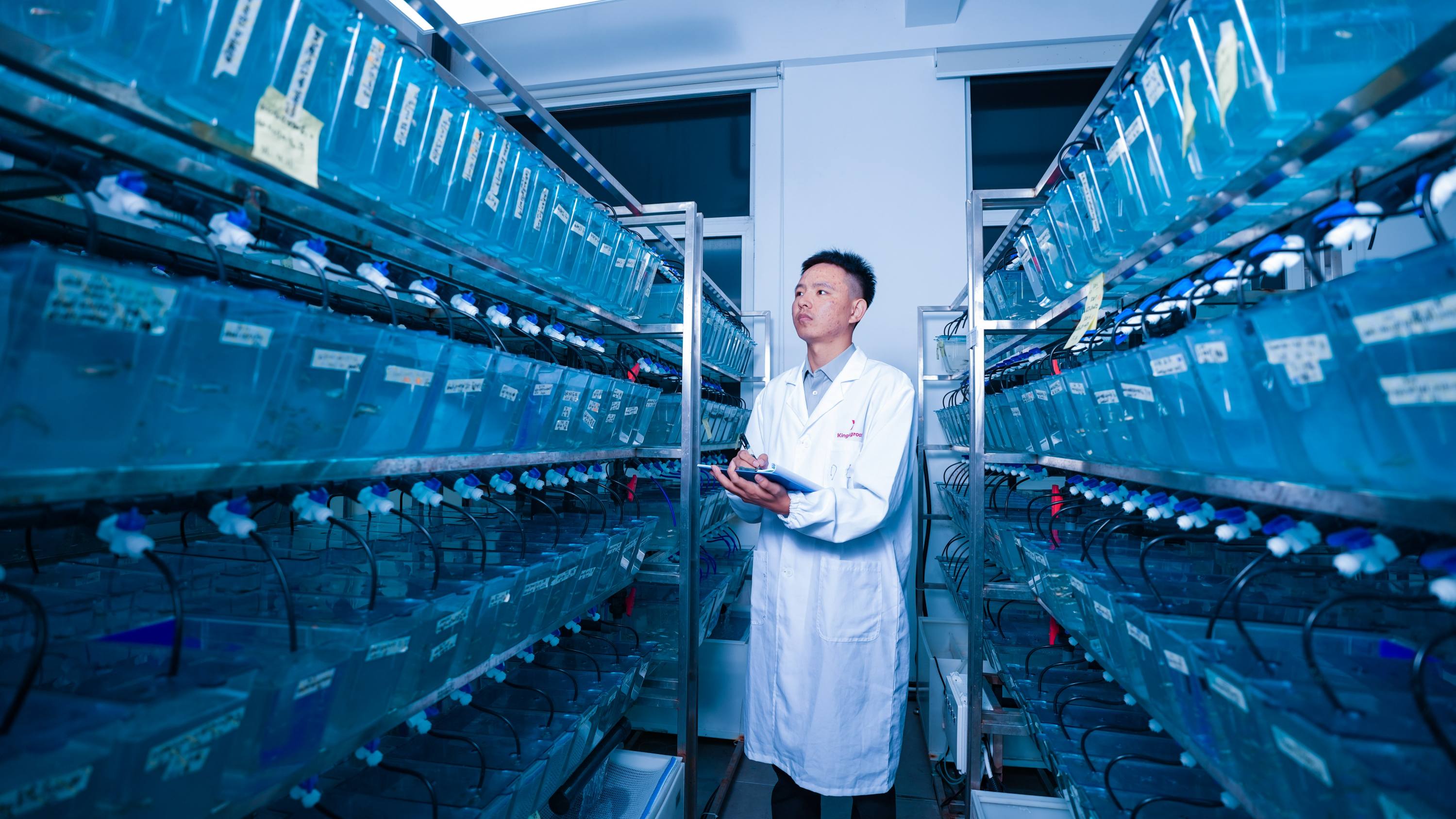 斑马鱼养殖平台