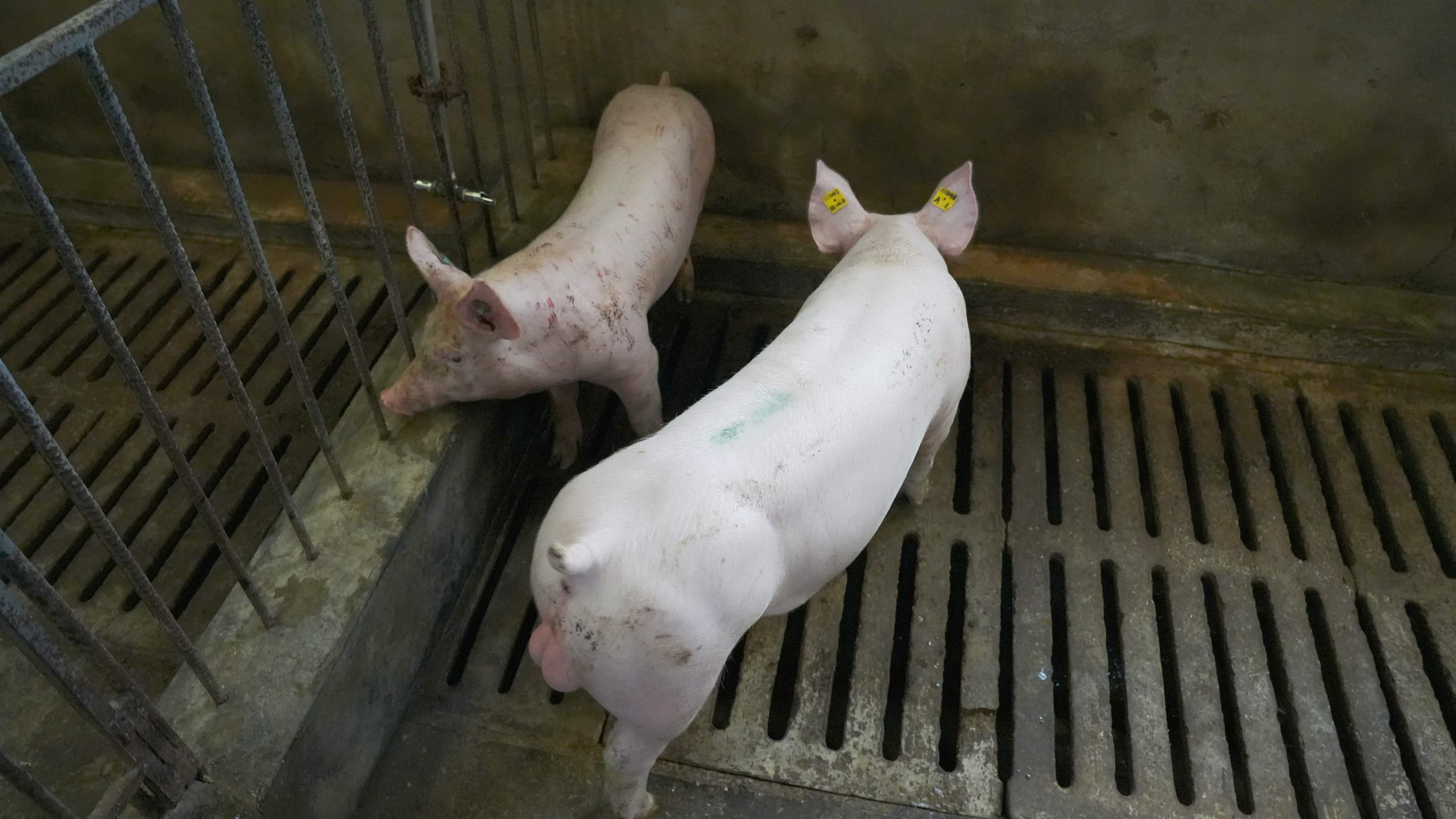 猪基因编辑管线