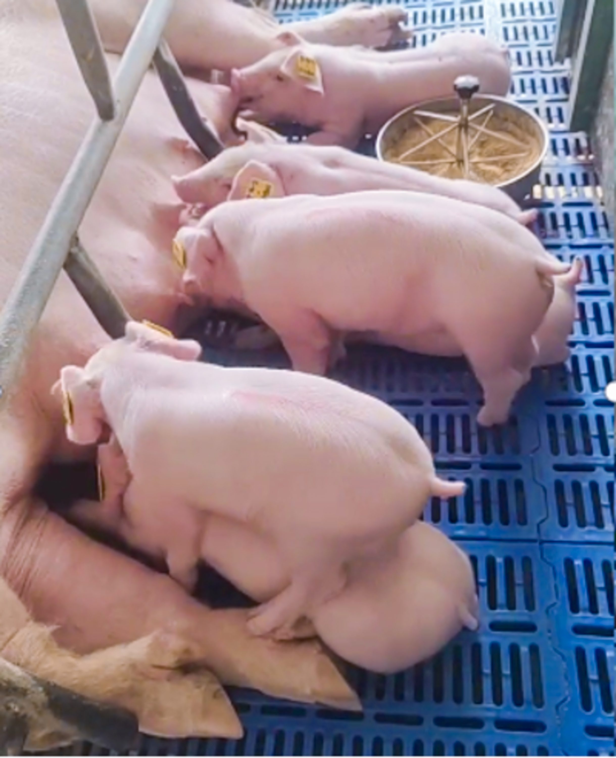 猪基因编辑管线