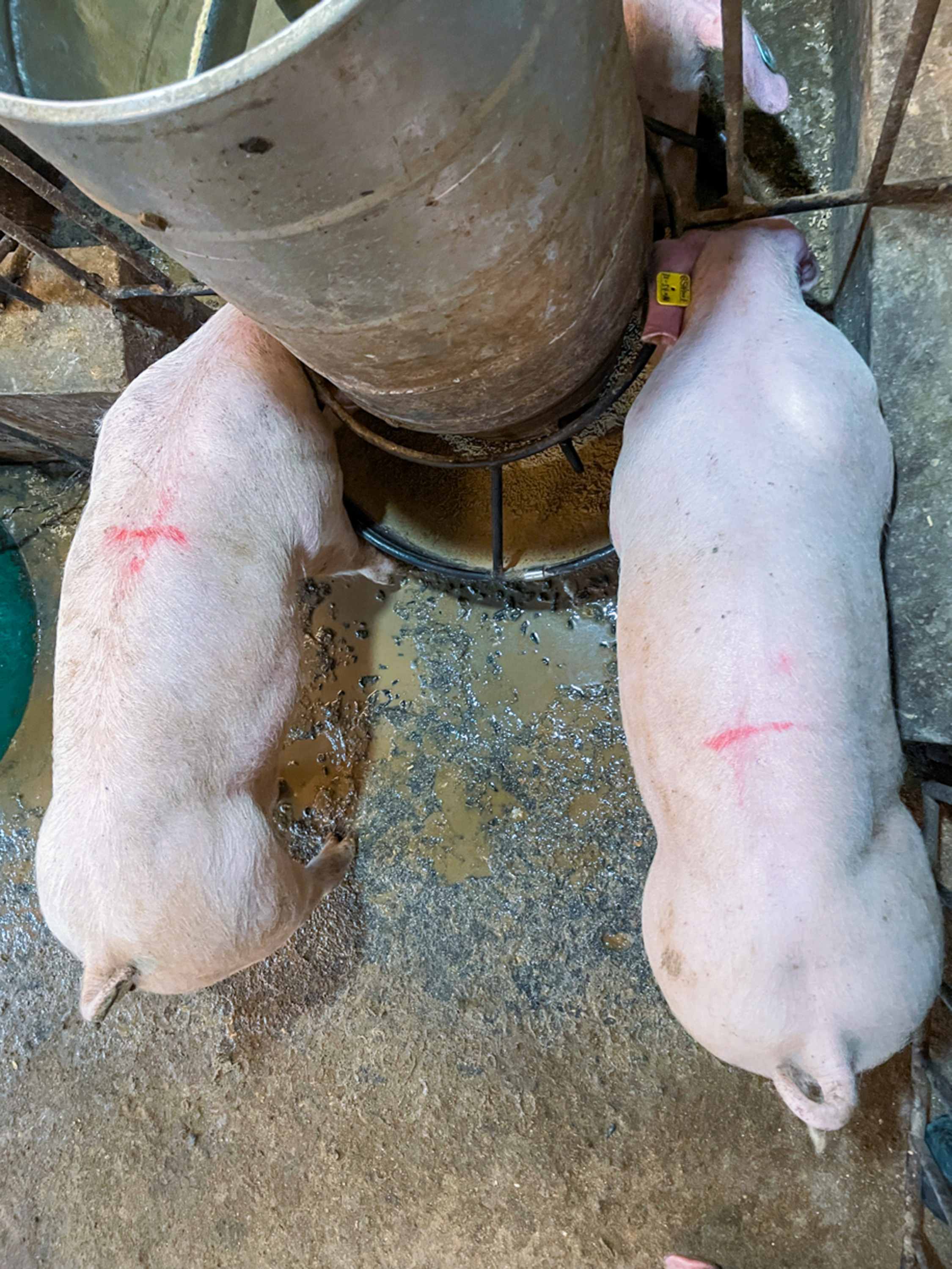 猪基因编辑管线