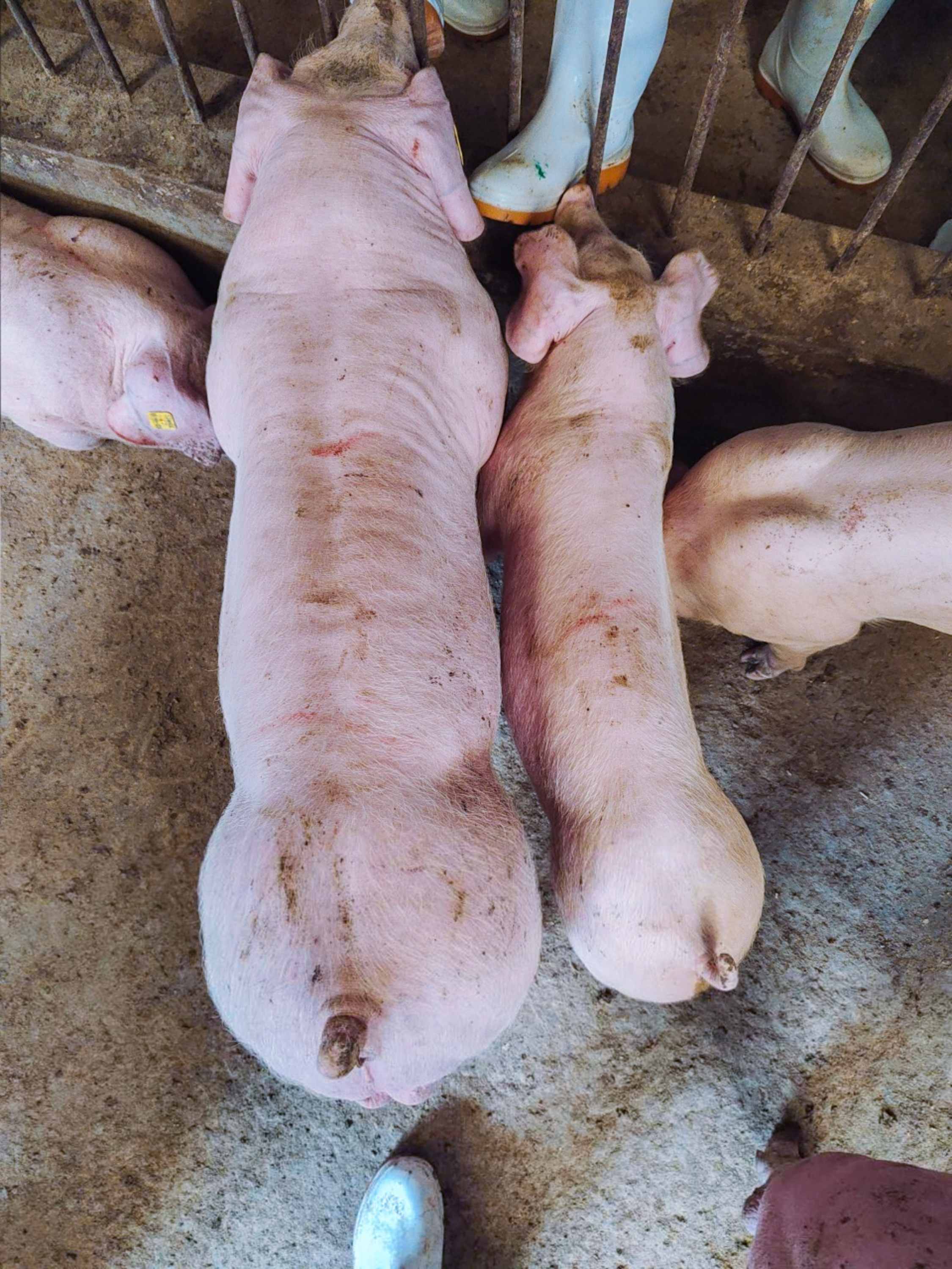 猪基因编辑管线