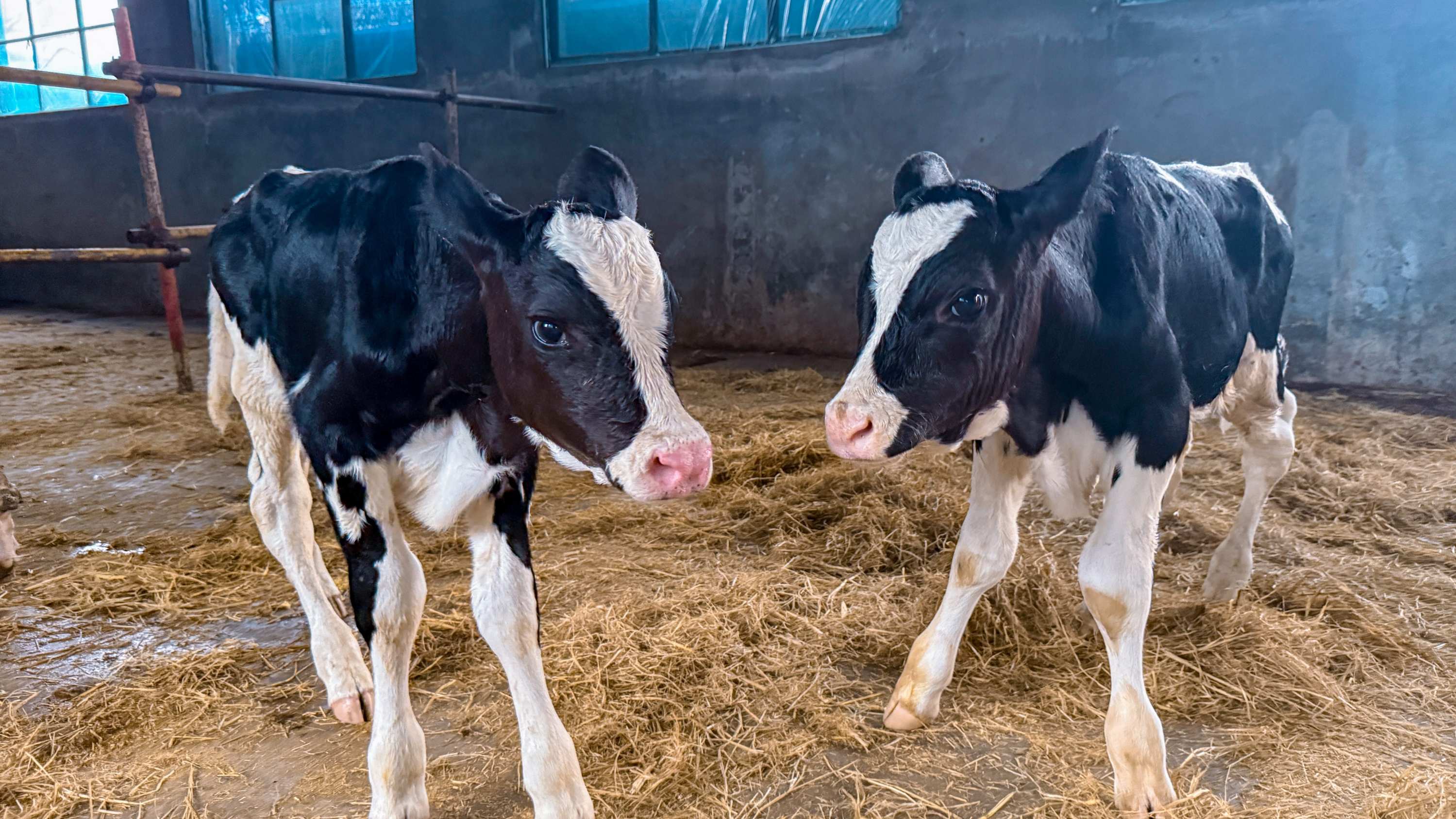 牛基因编辑管线