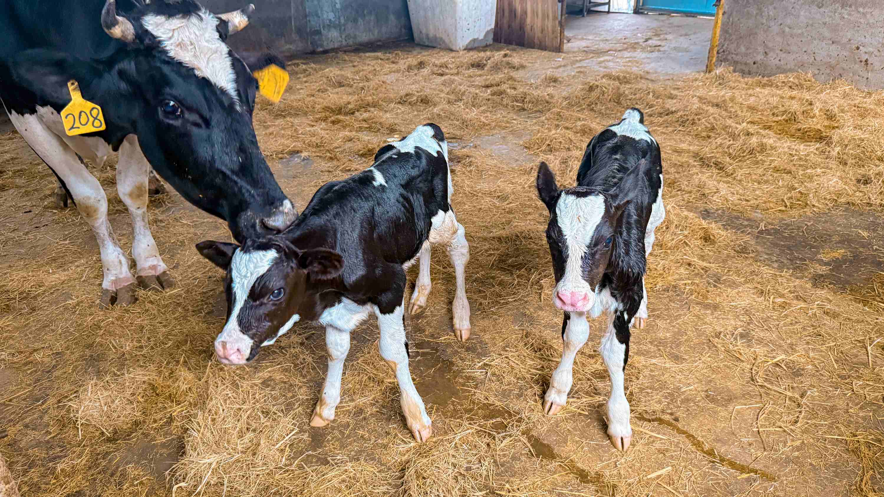 牛基因编辑管线