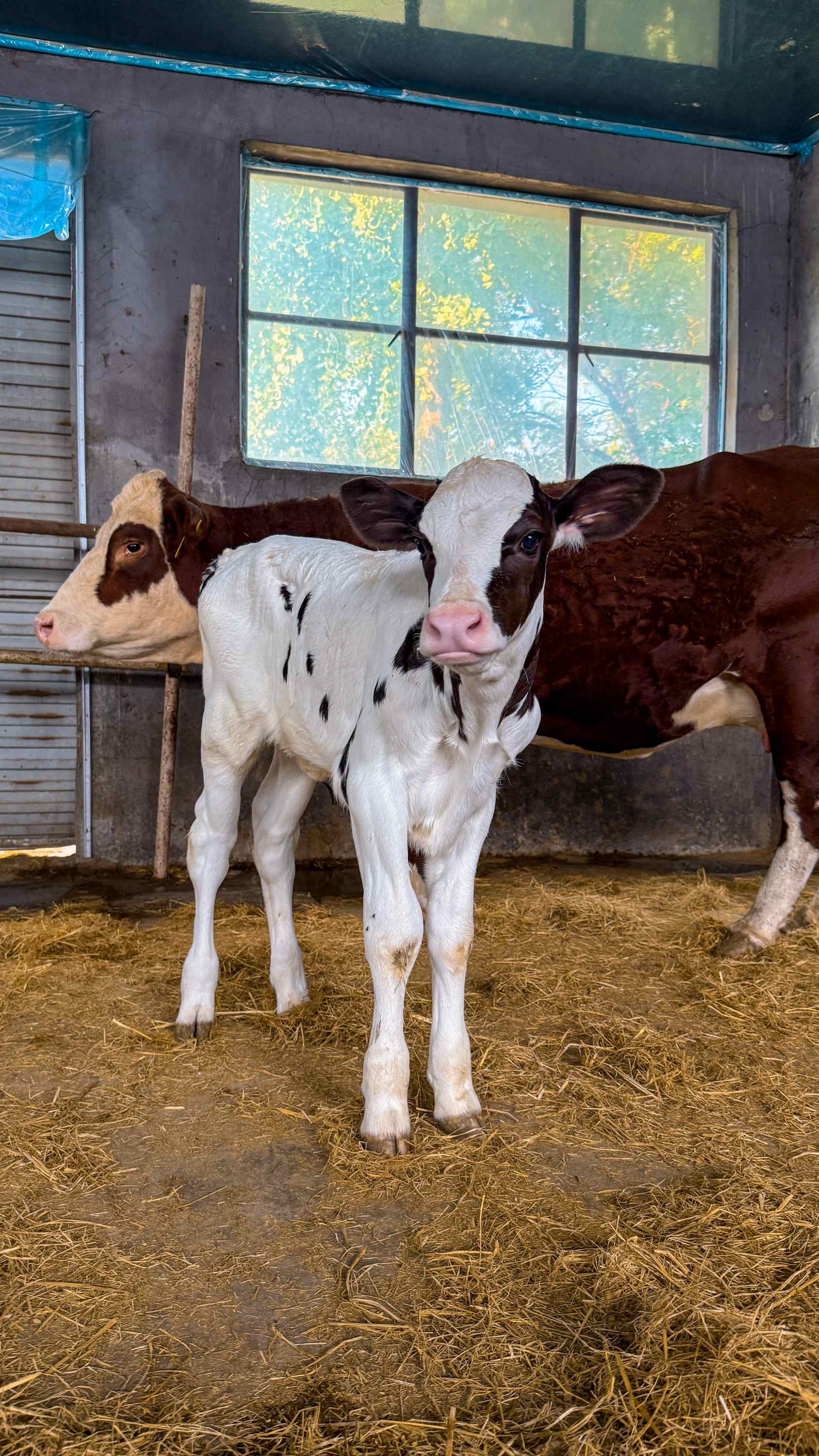 牛基因编辑管线