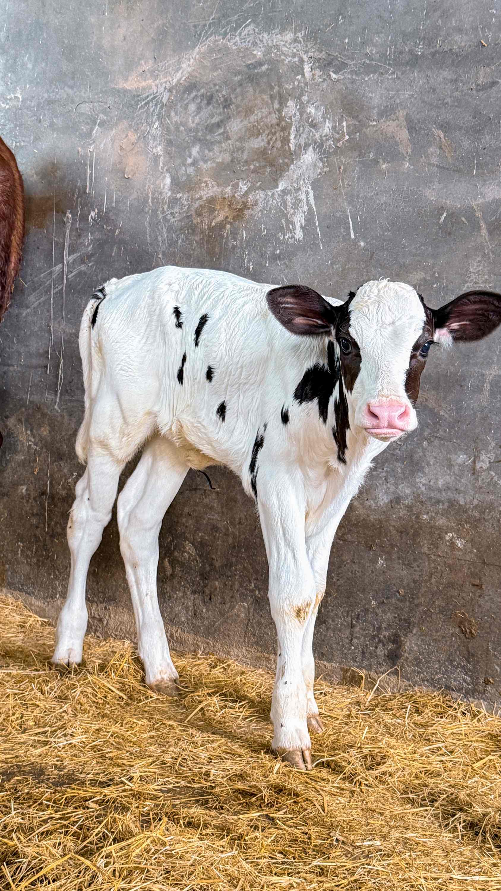 牛基因编辑管线