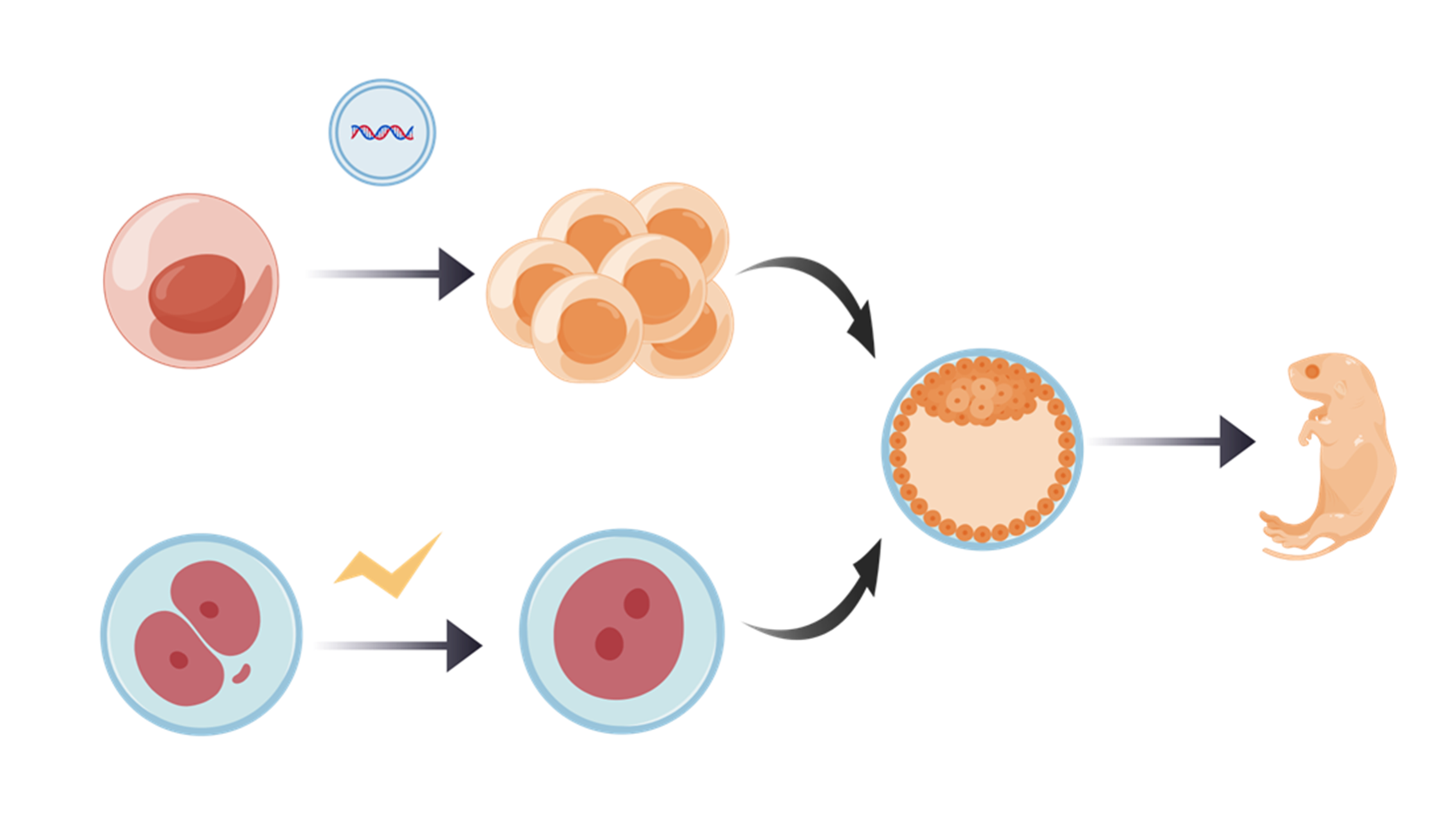 鼠基因编辑管线