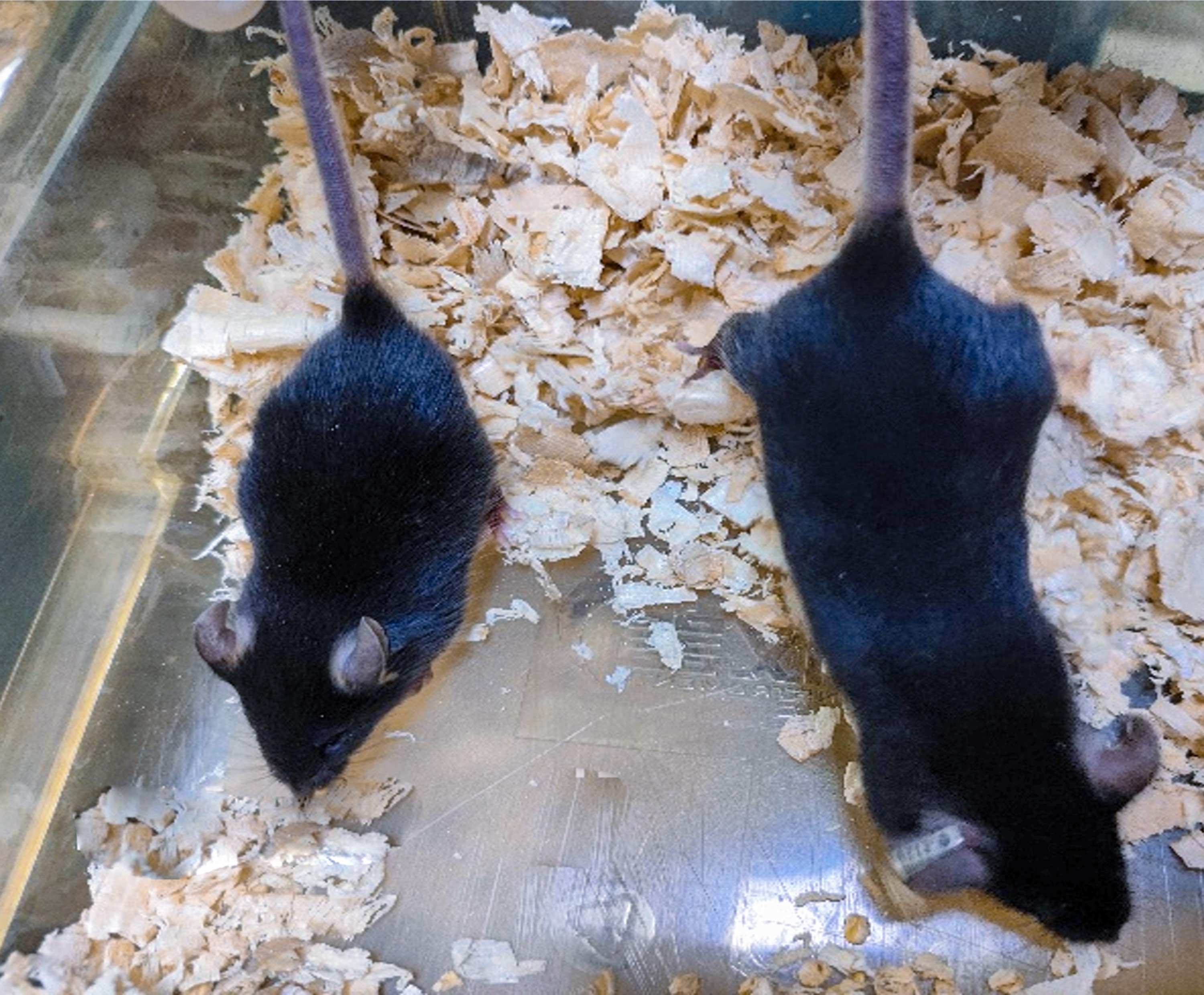 鼠基因编辑管线