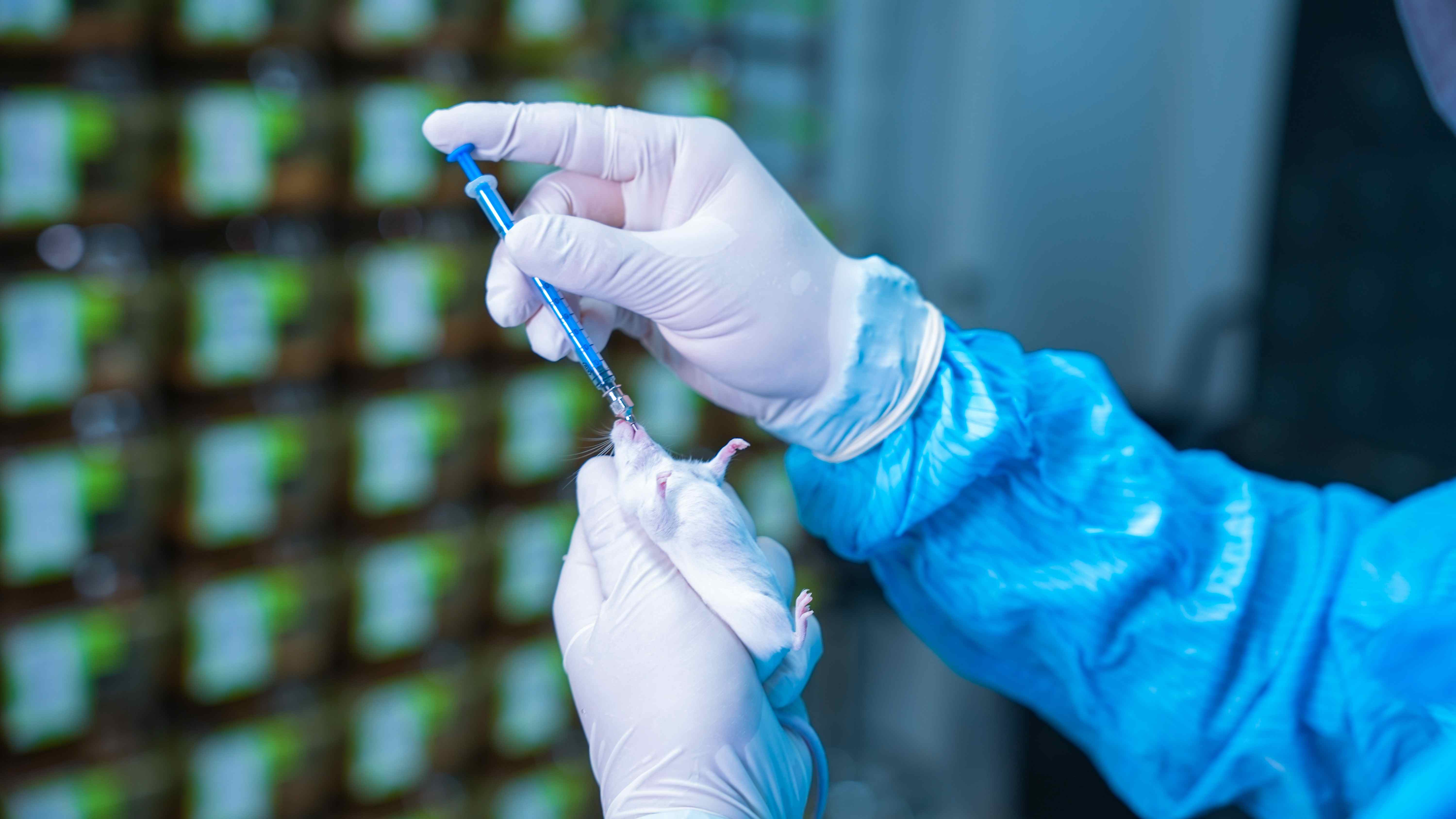 鼠基因编辑管线