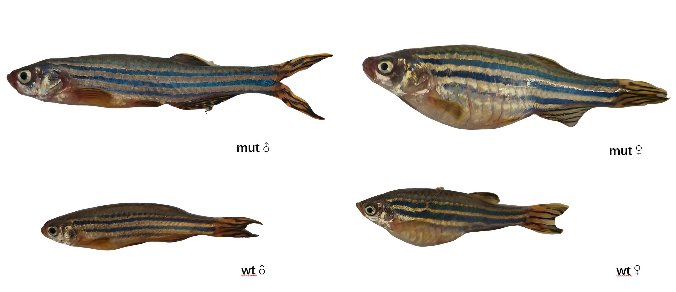 斑马鱼基因编辑管线