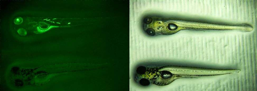 斑马鱼基因编辑管线