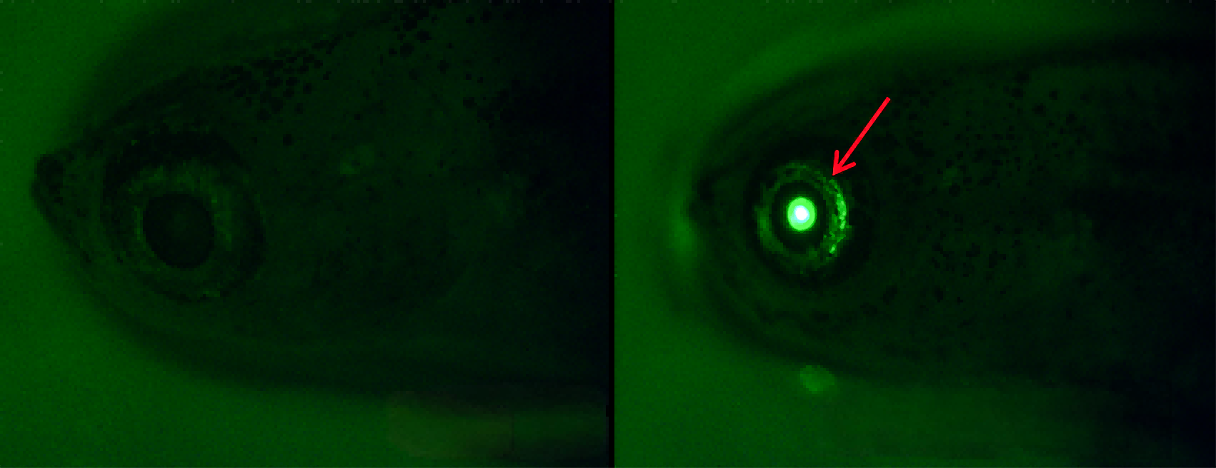 斑马鱼基因编辑管线