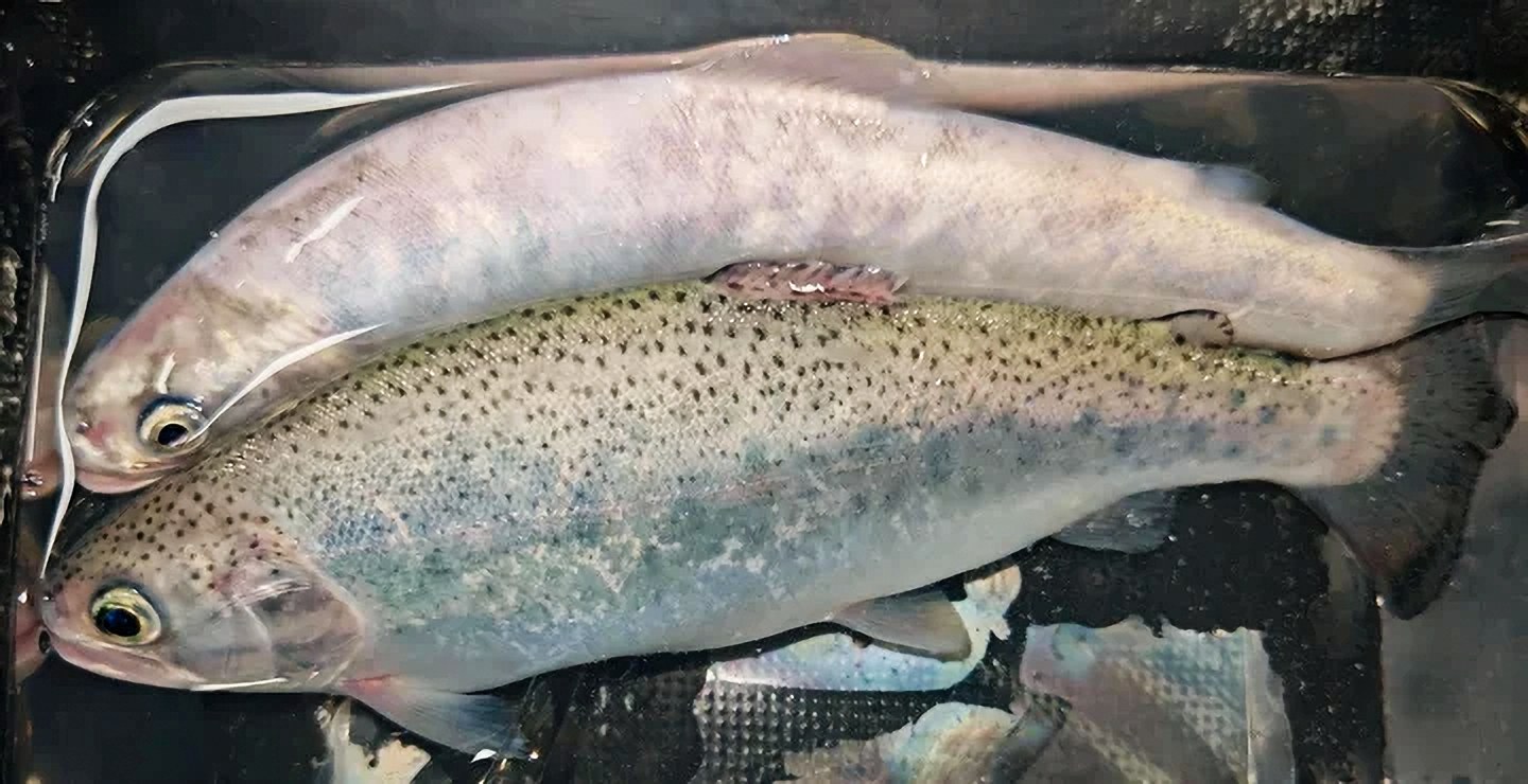 虹鳟基因编辑管线