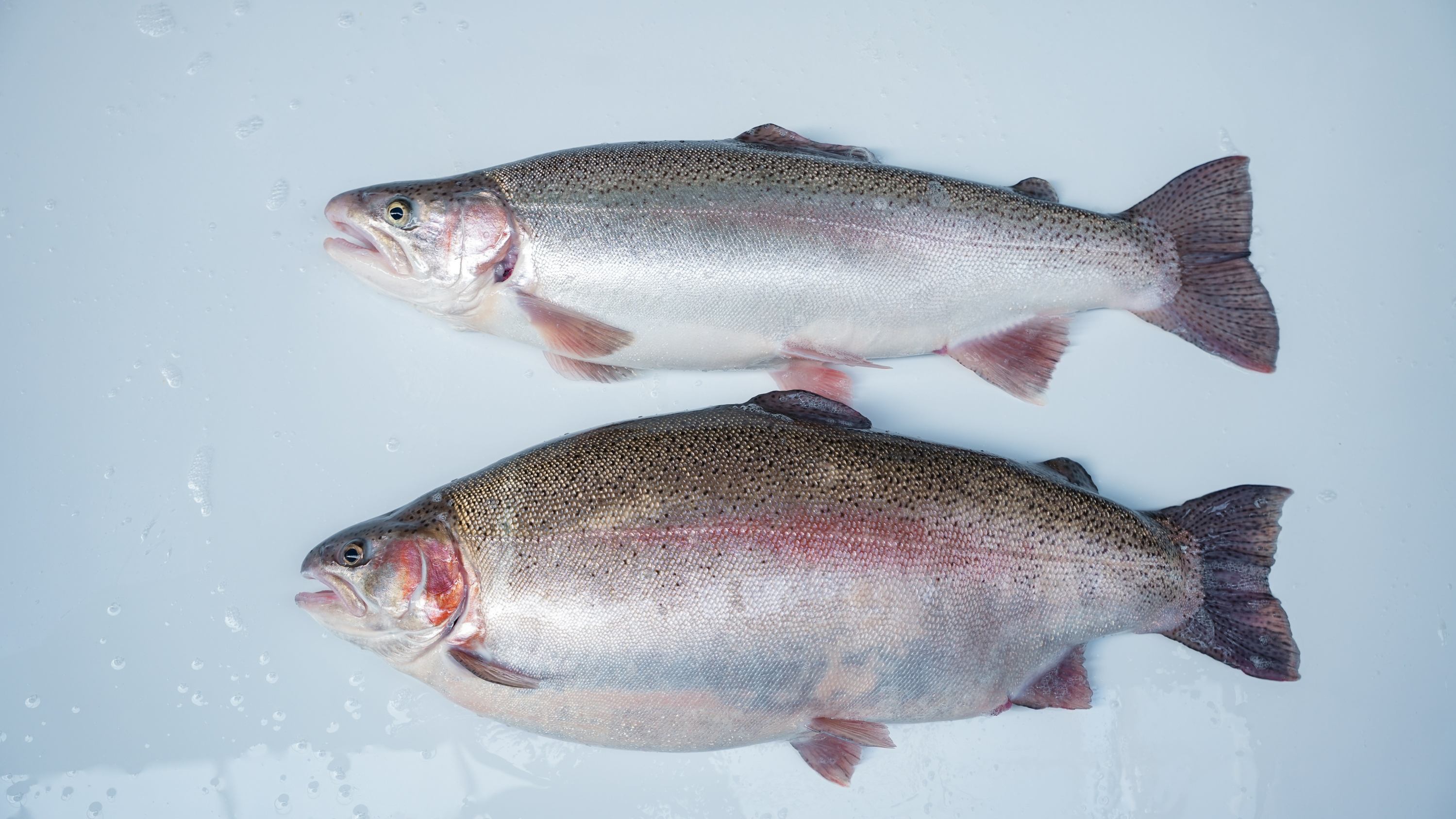 虹鳟基因编辑管线